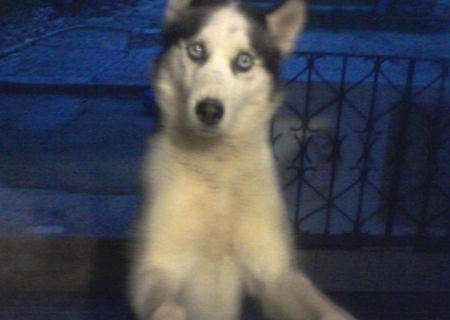 Vand mascul Husky Siberian