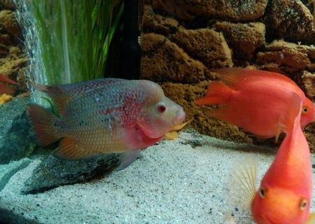 Vând masculi flowerhorn raimbow