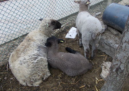 Vand ovine de carne