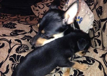 Vand pinscher 2 femele si 1 mascul,