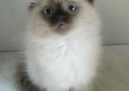 Vand Pisica Ragdoll
