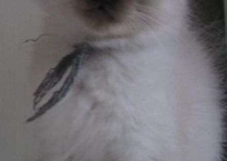 Vand Pisica Ragdoll