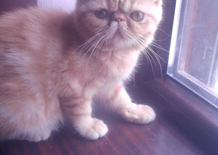 vand pisicuta  exotic shorthair