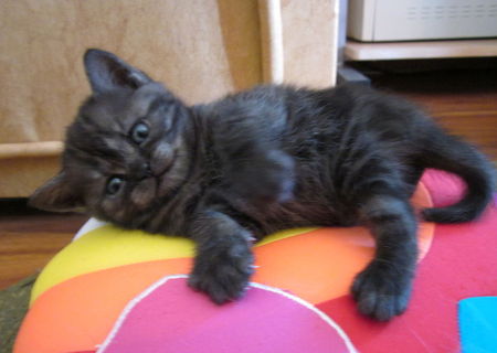 Vand pisicute British Shorthair Silver Tabby
