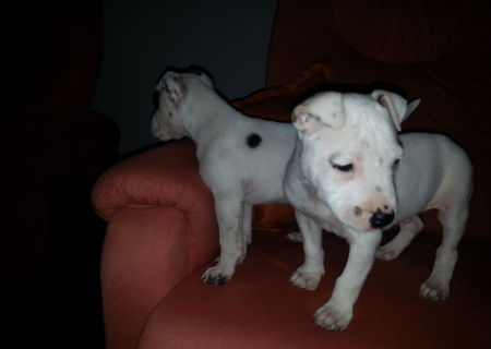 vand pitbull masculi