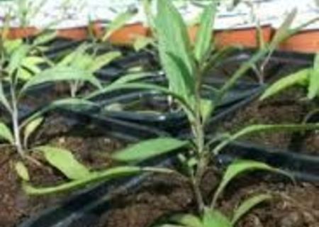 vand plante gojii vand plante gojii