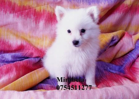 vand POMERANIAN , mascul/ femela, rasa pura