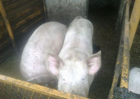 vand porc 200 kg mozaceni arges