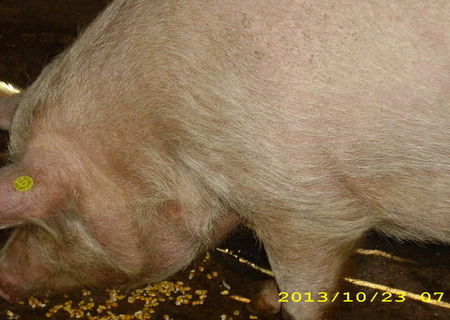 Vand  porc   bio crescut in gospodarie