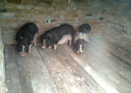Vand porci vietnamezi pt sacrificat Vand porci vietnamezi pt sacrificat