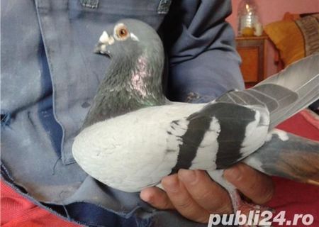 Vand Porumbei