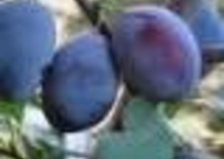 vand prune anaspet pentru tuica .
