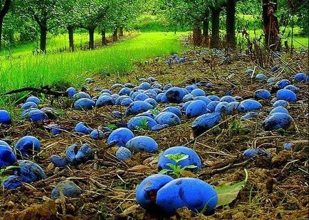 Vand prune culese pentru tuica in Salaj