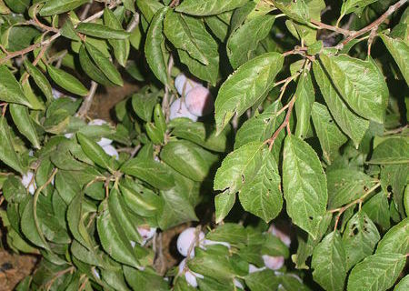 vand prune  , ferma in comuna osica de sus