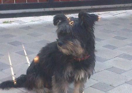 Vand pui 6 saptamani Yorkshire Terrier,talie mica
