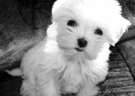 vand  pui alb de bichon maltez rasa pura de 2 luni iubitor si ff dragalas