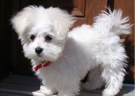 vand pui alb de bichon maltez rasa pura de 2 luni iubitor si ff dragalas