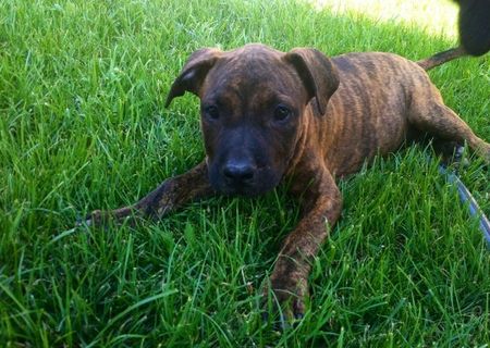 Vând pui amstaff Vând pui amstaff