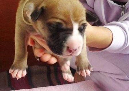 Vand pui Amstaff