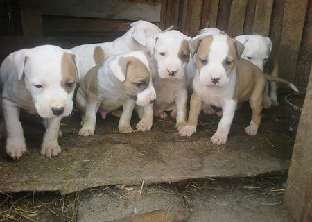 Vand Pui Amstaff