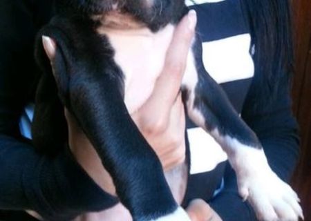 Vand pui Amstaff