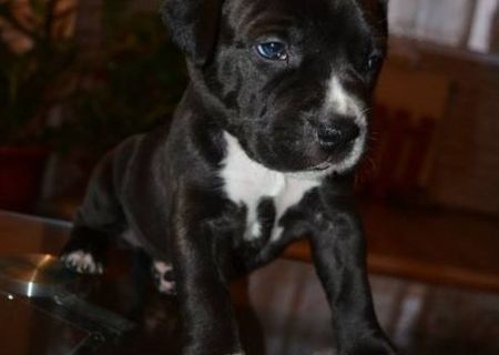 Vand pui amstaff