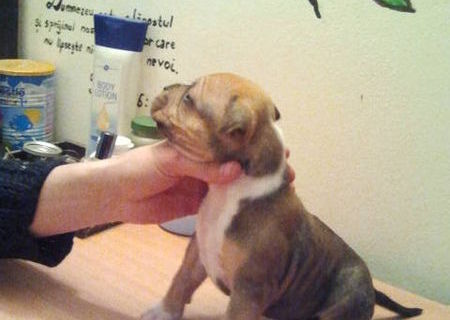 vand pui amstaff baia mare