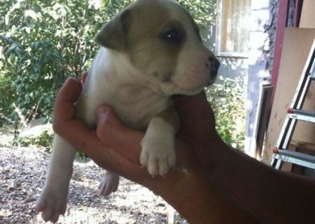 Vand pui Amstaff mascul