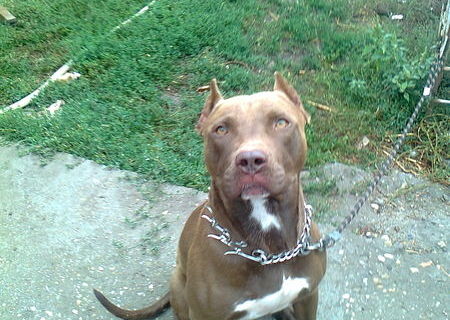 vand pui amstaff red nose