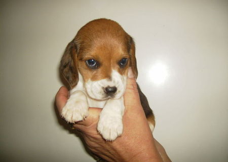 Vand pui Beagle