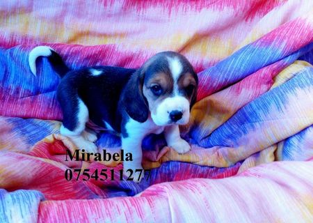 vand  pui beagle ,mascul/femela