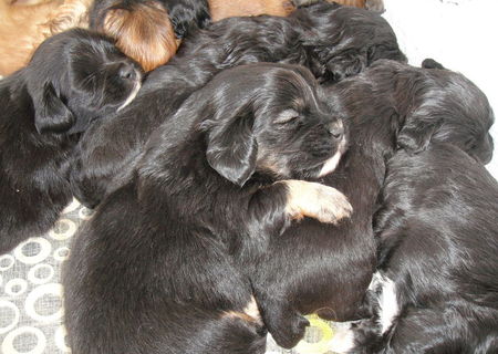 Vand Pui Bichon Vand Pui Bichon