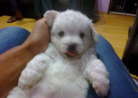 Vand pui bichon