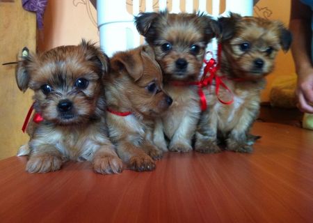 Vand pui bichon