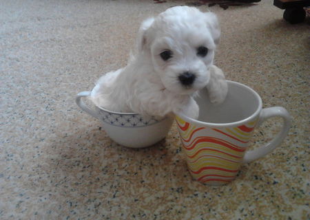 vand  pui bichon