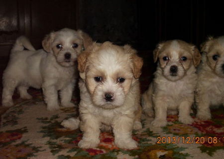 vand pui bichon