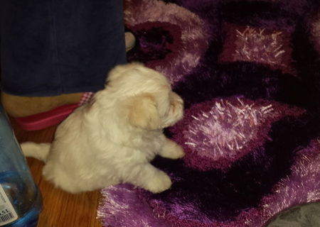 vand pui bichon