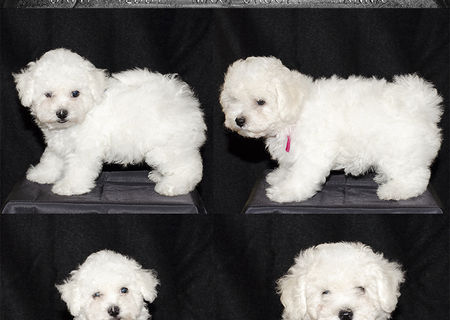 Vand pui Bichon A Poil Frise