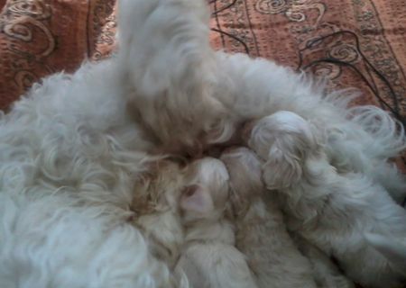 Vând pui bichon havanese Vând pui bichon havanese