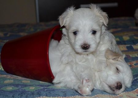 .Vand pui Bichon Maltese / Maltez Mini Toy Bucuresti