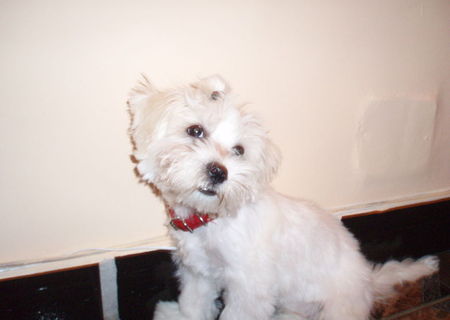 vand pui bichon maltez