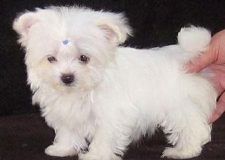 vand pui bichon maltez