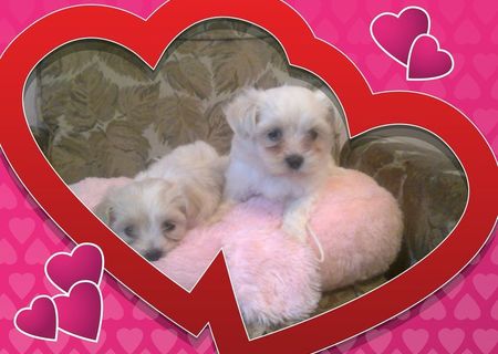 Vand pui bichon maltez si havanez