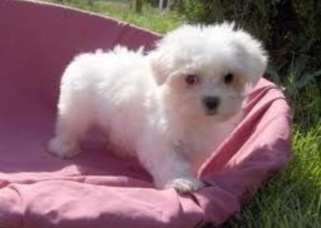 vand pui bicon maltese