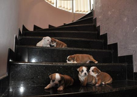 vand pui buldog englez