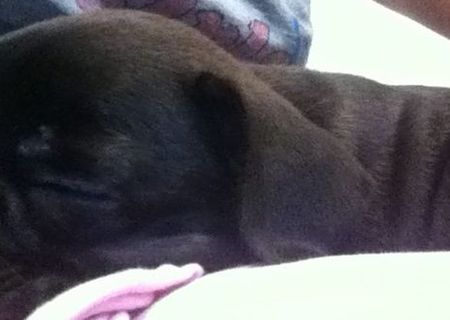 Vand pui Bulldog francez