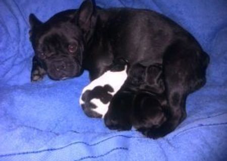 Vand pui Bulldog Francez