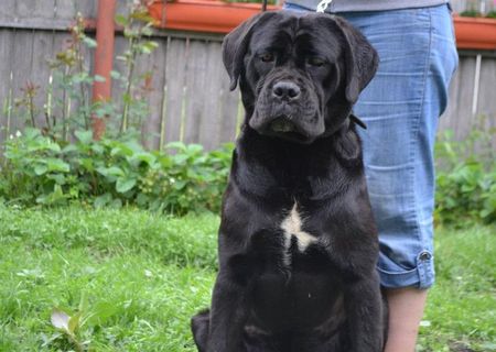 vand pui cane corso vand pui cane corso
