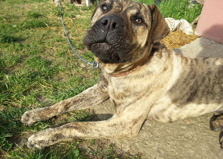 vand pui catel presa canario