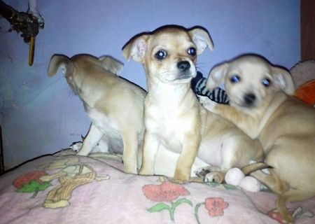vand pui chihuahua